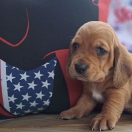 Female 4 - Mahogany and white female Basset Hound puppy in Robbins, Tennessee from Orange Mountain Basset Hounds