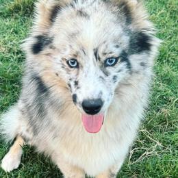 Marley - Pomsky
