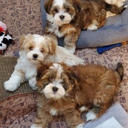 Havanese Puppies from GoldDust Havanse