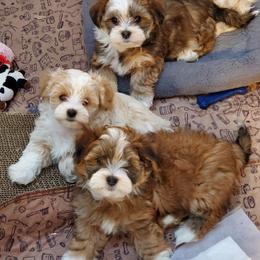 Havanese Puppies from GoldDust Havanse