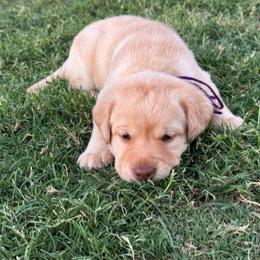 Purple - Yellow female Labrador Retriever puppy in Big River, California from Cozy Acres Farm Labradors