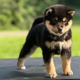 Shiba Inu puppies from Timberwood Paws