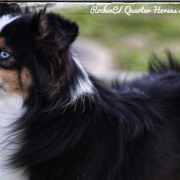 Miniature Australian Shepherds and Toy Australian Shepherds from RockinC/ Quarter Horses & Mini Aussies