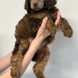 Lucky - Phantom female Poodle puppy in Hartwell, Georgia from Lake Hartwell Standard Poodles