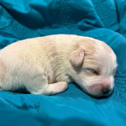 Green - Parti male Miniature Schnauzer puppy in Summerfield, Florida from M & M Schnauzers