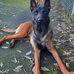 Belgian Malinois, Dutch Shepherds, and German Shepherds from VANDERLINDEN.POLITIEHONDEN