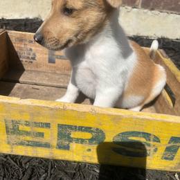 Lewie - Sable merle and white male Collie puppy in Savannah, Missouri from Lakeside Collies