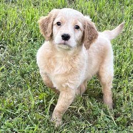 Boy 5 - Apricot Goldendoodle puppy in Anderson, California from Sunshine Country Doodles