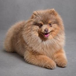 Coachella - Pomeranian