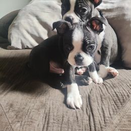 Boston Terrier Puppies from Sara Mason