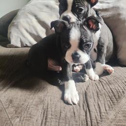 Boston Terrier Puppies from Sara Mason