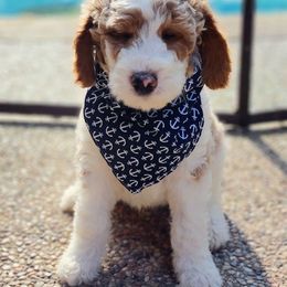 Chocolate with white markings - Australian Labradoodle