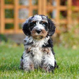 Teddy - Blue merle male Bernedoodle puppy in Spokane, Washington from Lilac City Doodles