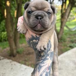 French Bulldog Puppies from Top Billin' Frenchies, LLC