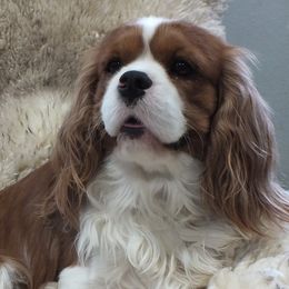 Milo - Cavalier King Charles Spaniel