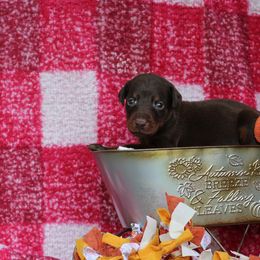 Boy 4 - Red and rust male Doberman Pinscher puppy in Williamston, Sc, South Carolina from Dutton Dog Co & Dalla Grazia Doberman