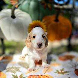 Polar - Piebald male Dachshund puppy in Lady Lake, Florida from K Rae's Dachshunds