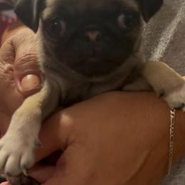 Girl 1 - Fawn female Pug puppy in Gadsden, Alabama from Gadsden Pugs