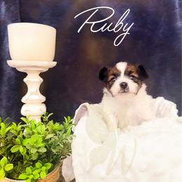 Ruby - White and sable female Papillon puppy in Coatesville, Indiana from Wendy’s Wings