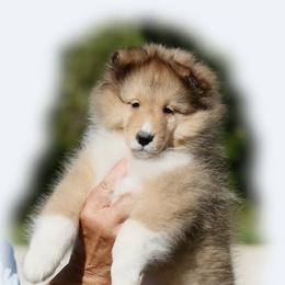 Marshall - Sable and white male Shetland Sheepdog puppy in Weeki Wachee, Florida from Cathance Shetland Sheepdogs
