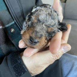 Aussiedoodle Puppies from Red Bud Beautiful Doodles