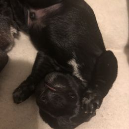 Miniature Schnauzer and Poodle Puppies from Bits & Bytes Farm