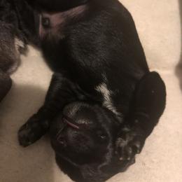 Miniature Schnauzer and Poodle Puppies from Bits & Bytes Farm