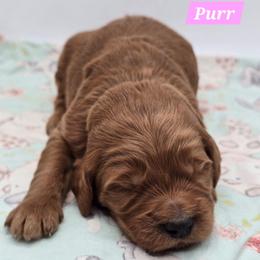 Purr - Red  female Goldendoodle puppy in Neillsville, Wisconsin from Granton Creek