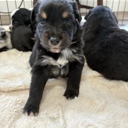 Oliver - Black tri-color male Australian Shepherd puppy in Bennington, Oklahoma from Hang tight Aussie co