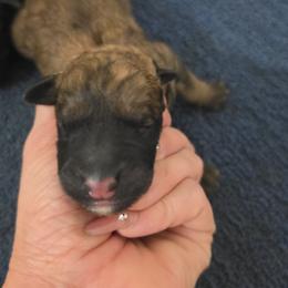 Girl 2 - Fawn female Bouvier des Flandres puppy in Marionville, Missouri from Sandbox Puppies