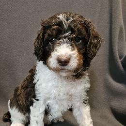 Purple - Lindor - Parti female Poodle puppy in Spanish Fork, Utah from Mountain Vista Pups LLC
