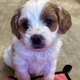 Pearl - Blenheim female Cavapoo puppy in Buda, Texas from Haus of Doodles
