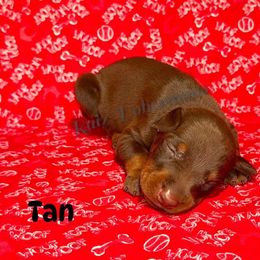 Tan Collar - Red and rust male Doberman Pinscher puppy in Louisville, Kentucky from Ruiz Dobermans