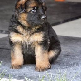 German Shepherd Puppies from Carner German Shepherds