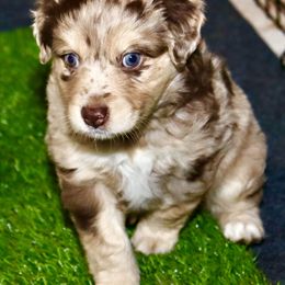 Golden Retriever and Miniature Australian Shepherd Puppies from Raised Right Pups