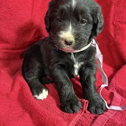 Black White Female - female Golden Mountain Dog puppy in Tacoma, Washington from Canyon Meadows Farm