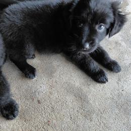 Rex - Black & white male Australian Shepherd puppy in Alvin, Texas from Gulf Coast Aussies