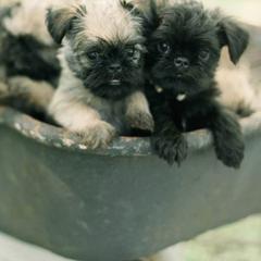 Bernese Mountain Dog and Brussels Griffon Puppies from Brooks Berner Bears