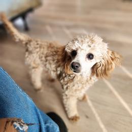Sadie - Poodle