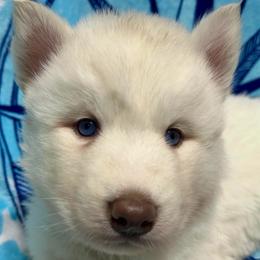 AKC Pearl - White female Siberian Husky puppy in Centreville, Maryland from Huskies By the Bay