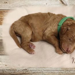 Poodle Puppies from Red Barn Moyen Poodles