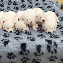 German Shepherd and White Shepherd Puppies from Scenic Creek German Shepherds
