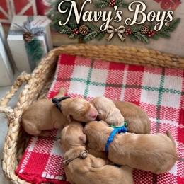 Chestnut - Dark golden male Golden Retriever puppy in San Bernardino, California from Thegoldendreams1