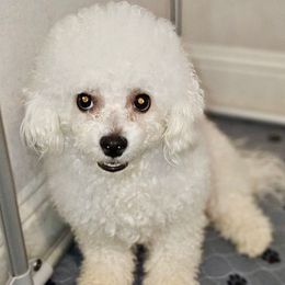 Juliet - Bichon Frise