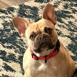 Indi Anna - Fawn and white female French Bulldog puppy in Franklin, Pennsylvania from Falco’s Frenchies