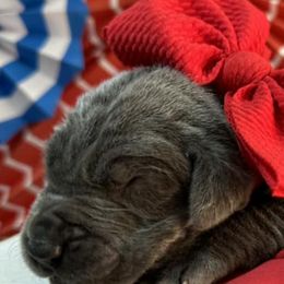 Basset Hounds and Great Danes from Sugar Creek Kennels