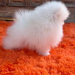 Angel - White male Pomeranian puppy in Los ángeles, California from Jose Navarro