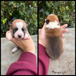 MAVRICK - Red male Pembroke Welsh Corgi puppy in Berea, Kentucky from SunShine Corgis