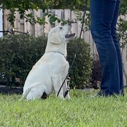 Labrador Retriever Puppies from BellaVista Labradors LLC