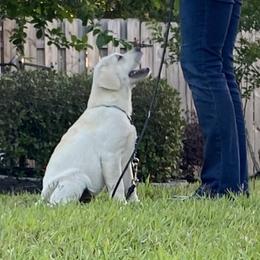 Labrador Retriever Puppies from BellaVista Labradors LLC
